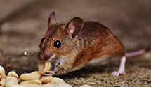 24 Hour & Emergency Exterminators in Marsh Hill, PA